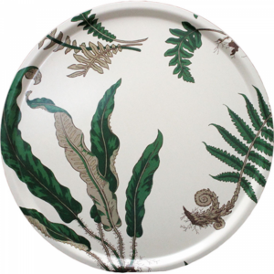 Tray Ferns Green